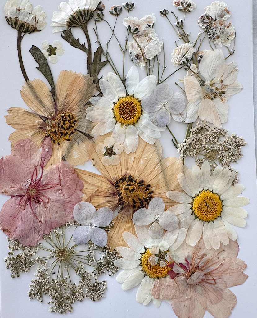Pressed and dried assorted wildflowers, including daisies, cosmos, and hydrangeas, arranged on a white background.