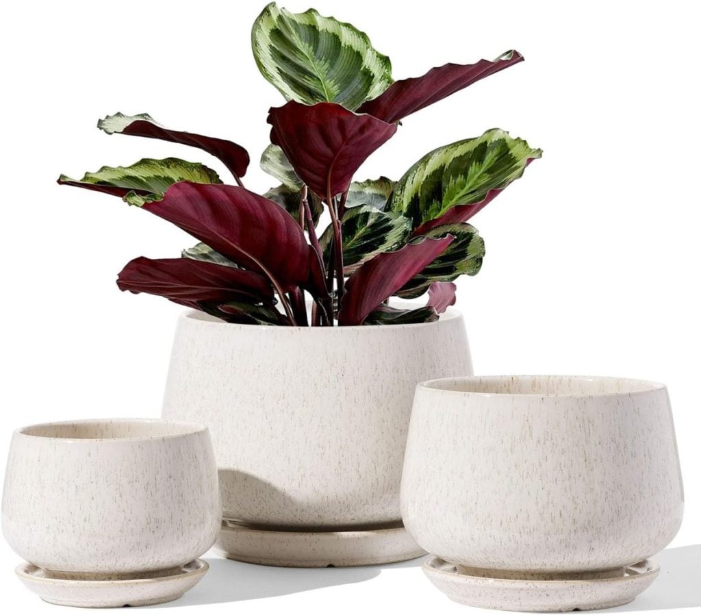 Three off-white ceramic plant pots on saucers, with one pot displaying a green and burgundy leafy plant, make stylish d&eacute;cor or inspiration for Things To Do This Year&mdash;like refreshing your space&mdash;against a plain white background.
