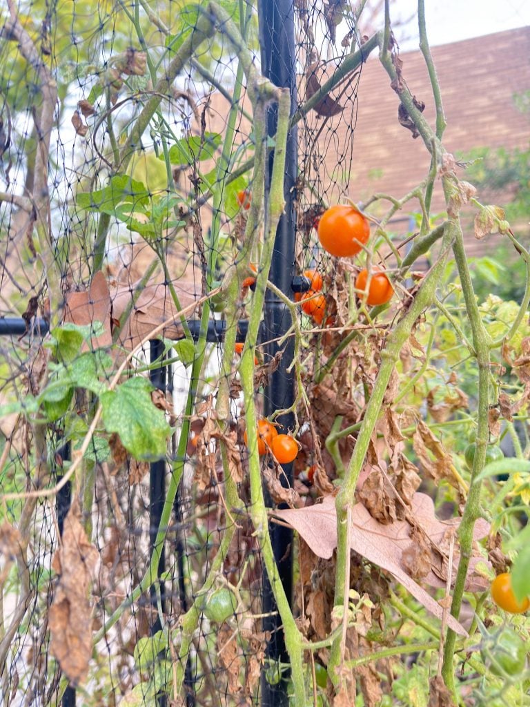 Several small, ripe orange-red tomatoes grow on tangled, partially wilted vines supported by a black wire fence, with some dry leaves visible.