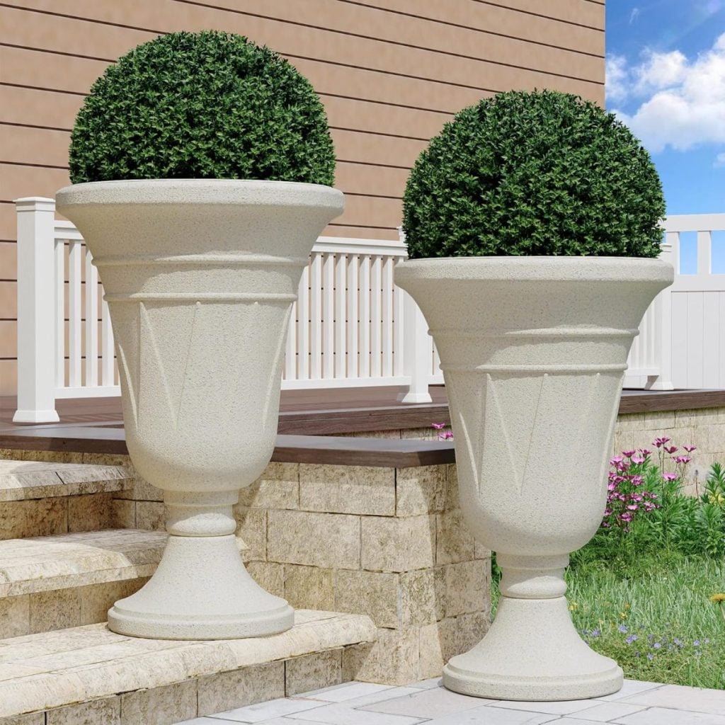 Two large, beige planters each hold a neatly trimmed round shrub, placed on stone steps beside a wooden building and a white fence.