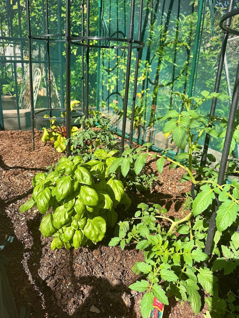 A small garden bed with basil, tomato, and leafy green plants growing in soil; supported by metal cages and surrounded by green netting.