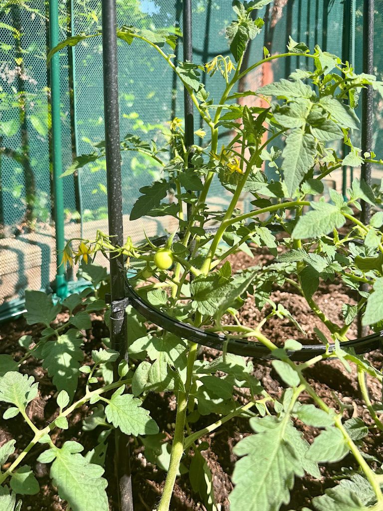 Young tomato plants growing in a garden bed with green cages and netting in the background, showing small green tomatoes and healthy foliage.