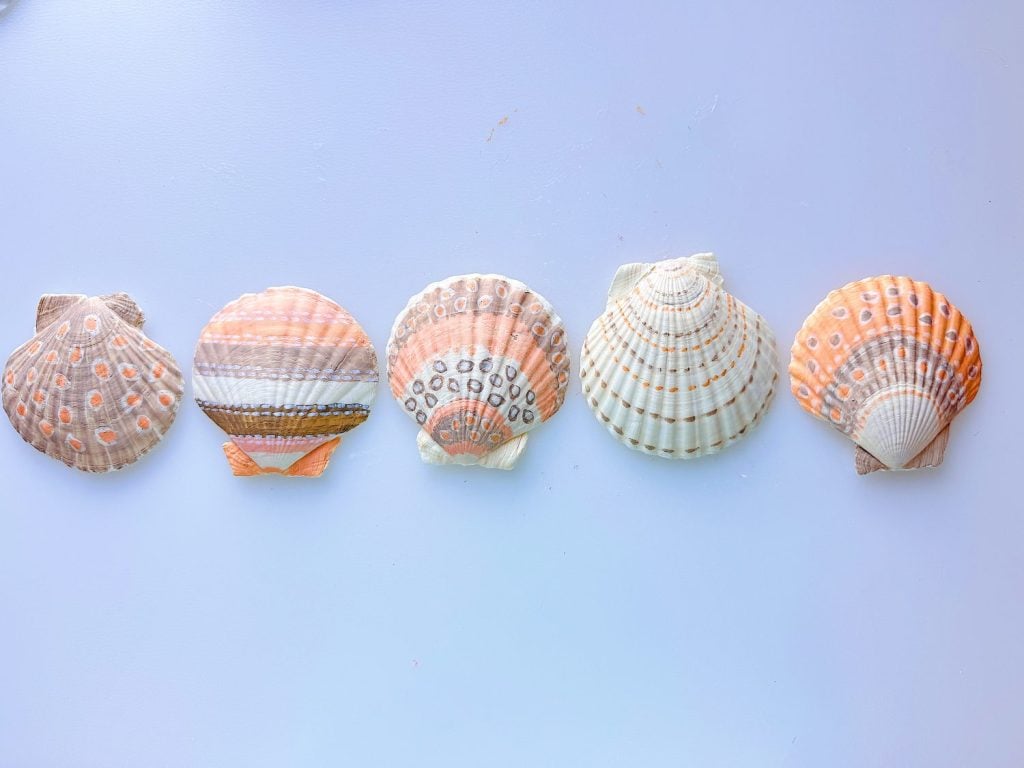 Five assorted seashells arranged in a horizontal line on a plain light blue background.
