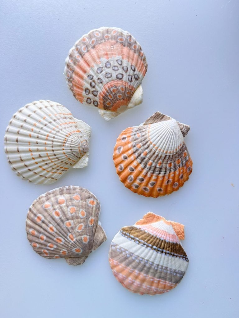 Five seashells with varied patterns and colors, including orange, white, grey, and brown, are arranged on a light surface.