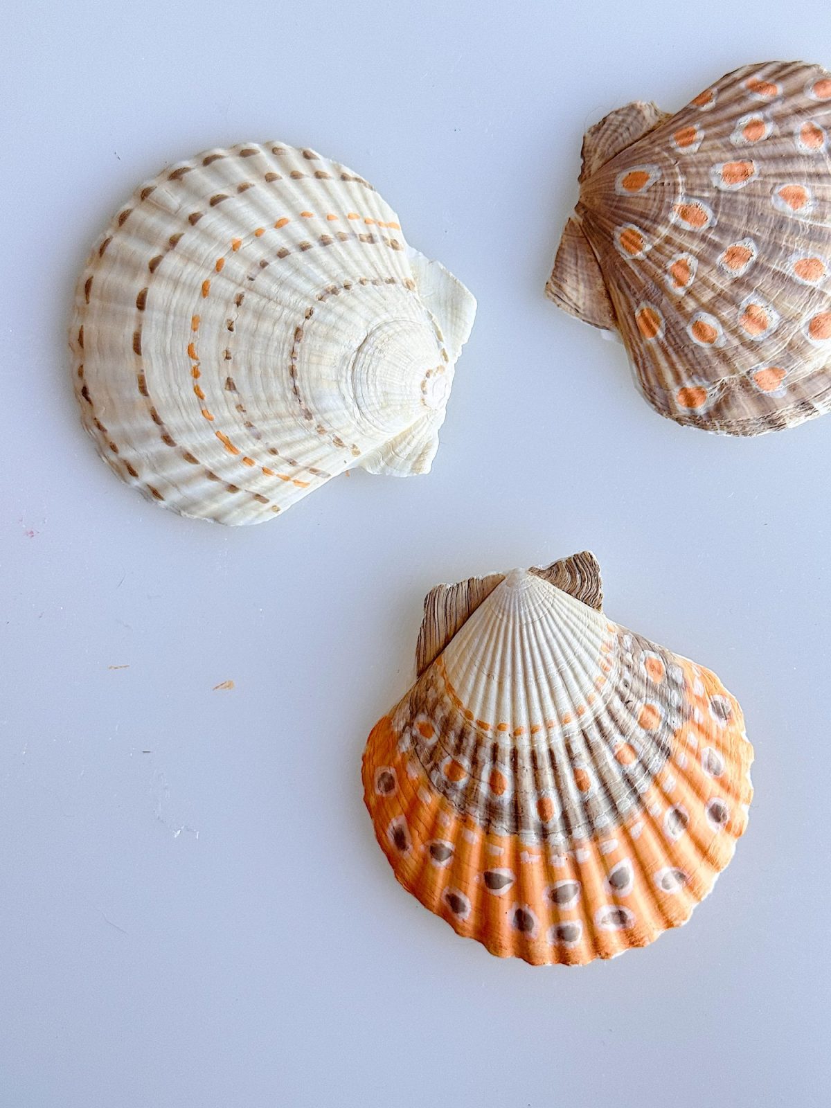 Three seashells with distinct patterns and colors—white, brown, and orange with spots—are arranged on a plain white surface.