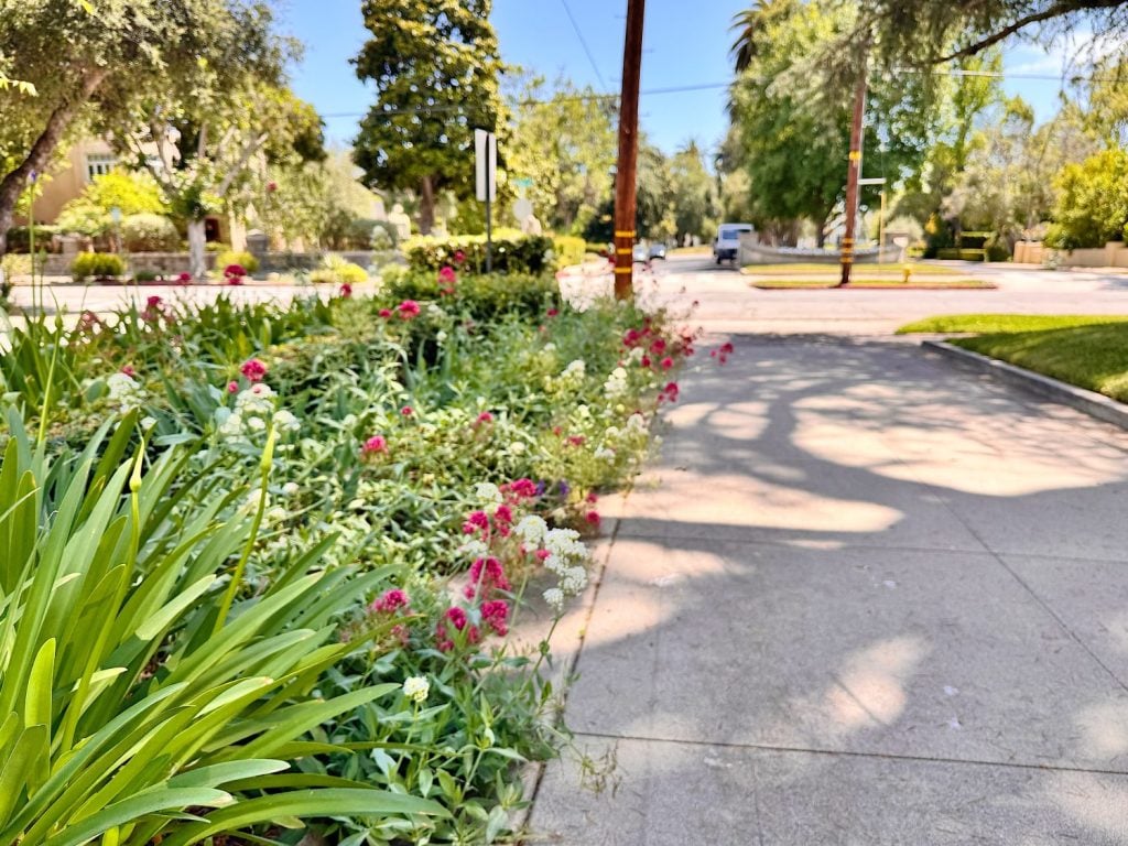 Sidewalk bordered by green plants and pink flowers on a sunny day, with trees and a street visible in the background.