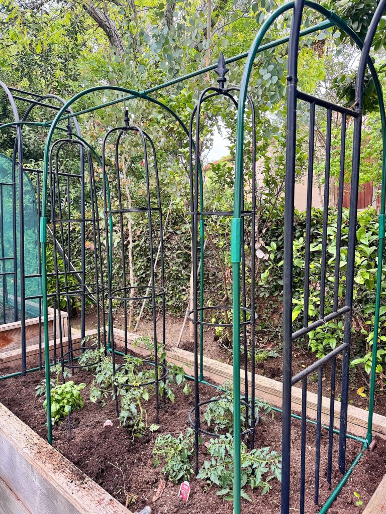 Raised garden bed with young tomato plants and black metal arches for support, surrounded by lush greenery and trees in the background.