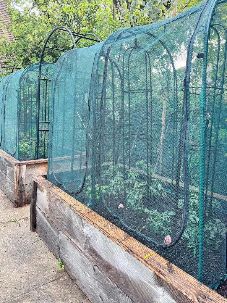 Two raised garden beds covered with green mesh netting, containing young plants and supported by metal trellises, set outdoors on a paved surface.