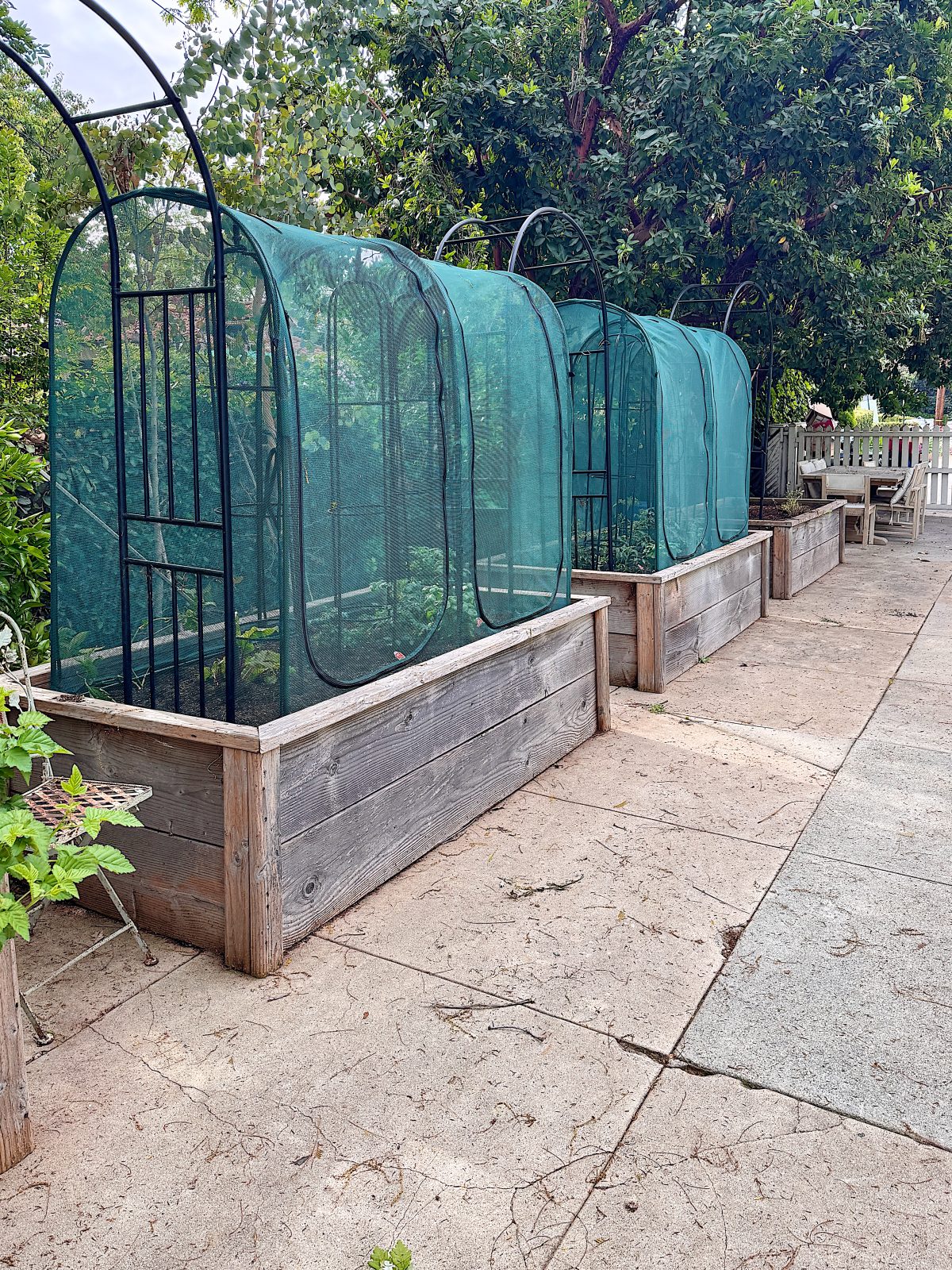 Three wooden raised garden beds with green mesh covers are lined up along a paved pathway, next to trees and a white fence in a backyard setting.