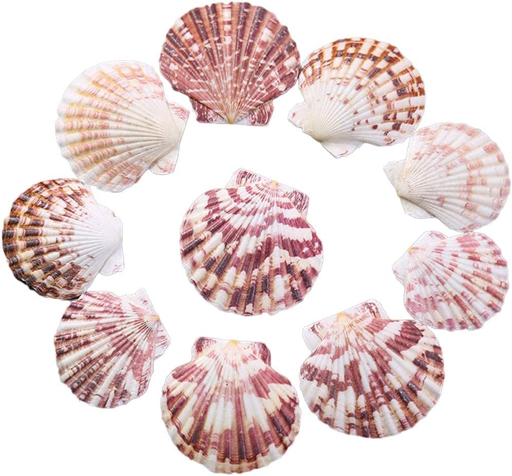 Nine scallop seashells arranged in a circular, coastal mirror pattern on a white background, displaying various shades of pink, brown, and white.