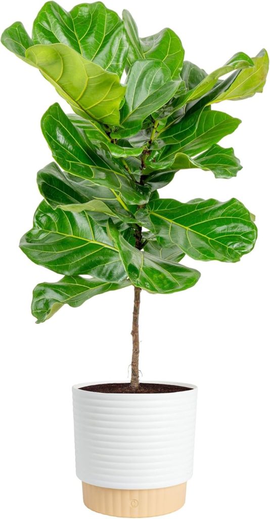 A fiddle-leaf fig plant with large green leaves in a white ribbed pot with a light wooden base, isolated on a white background.