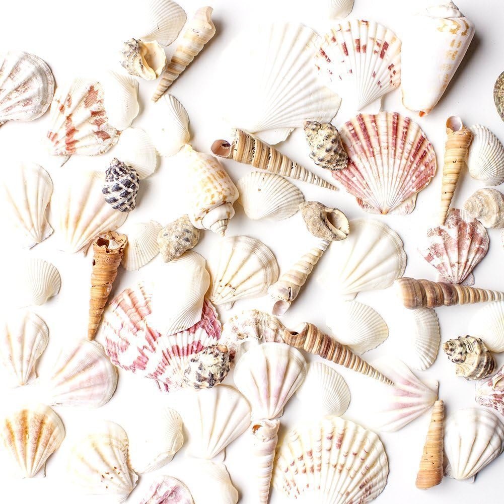 Assorted seashells of various shapes, sizes, and colors are scattered on a white background, perfect for crafting a unique coastal mirror.