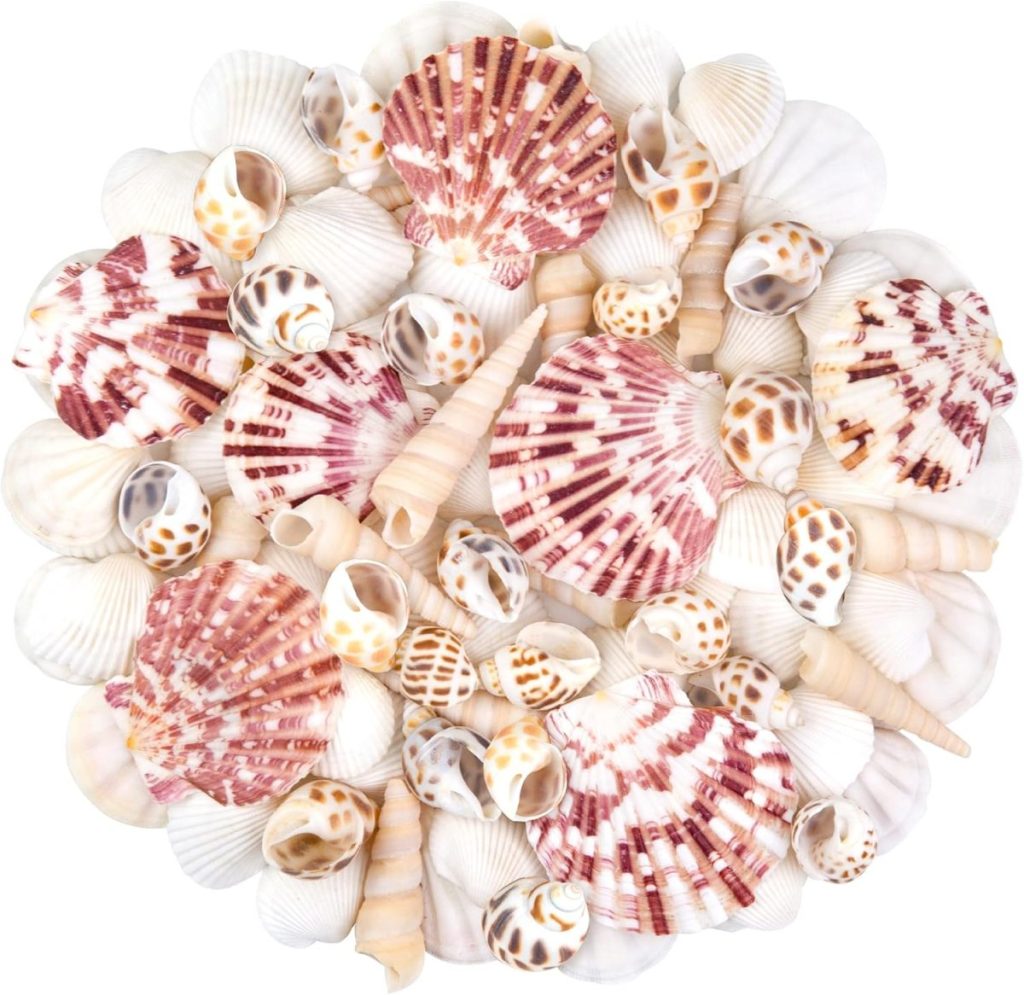 Assorted seashells in various shapes, sizes, and colors, including pink scallop shells, white clam shells, and spotted conical shells, are arranged in a circular pattern like a coastal mirror.