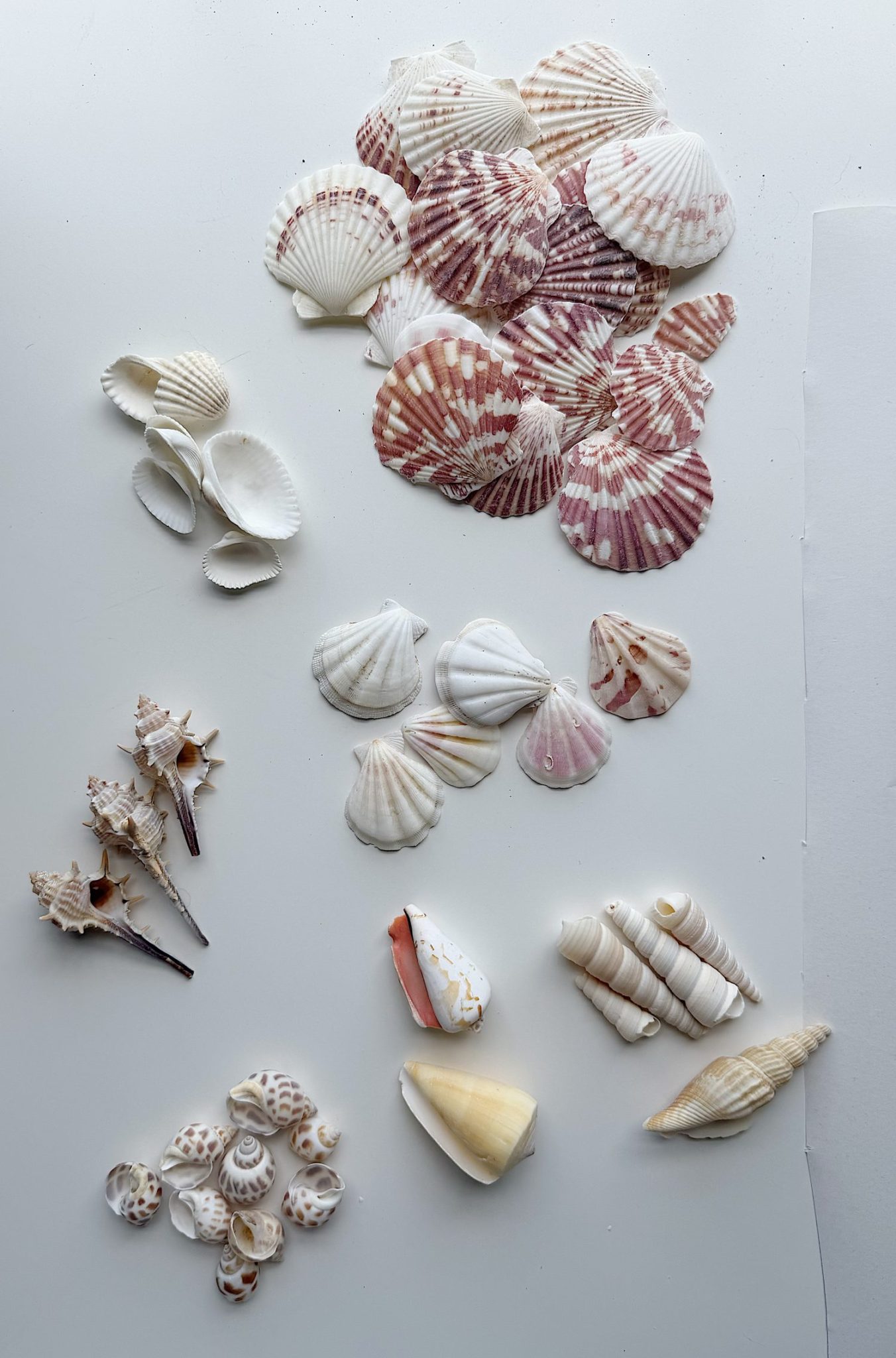 Assorted seashells of various shapes, sizes, and colors arranged on a white surface in separate groups.