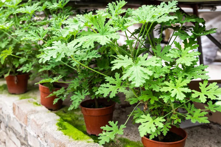 Several green potted plants with deeply lobed leaves are arranged in a row on a stone ledge outdoors, with moss growing on the surface.